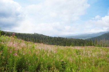 Dağ çayır ile pitoresk manzara