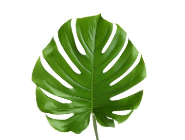Taze tropikal monstera yaprak beyaz arka plan üzerinde