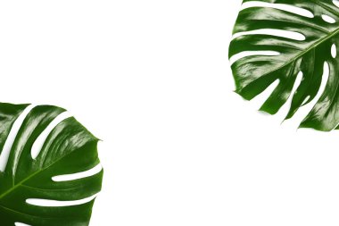 Beyaz arka plan üzerinde üstten görünüm taze tropikal monstera bırakır
