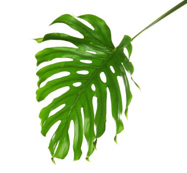Taze tropikal monstera yaprak beyaz arka plan üzerinde
