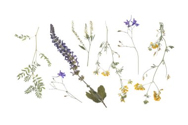 Beyaz arka planda kurumuş çayır çiçekleri, üst manzara.