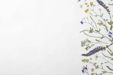 Beyaz arka planda kurumuş çayır çiçekleri, üst manzara.