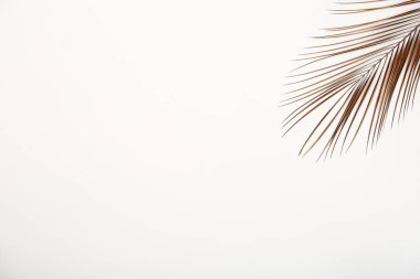 Tropikal hurma yaprağı ve beyaz arka plan, üstten görünüm üzerinde metin için yer boyalı