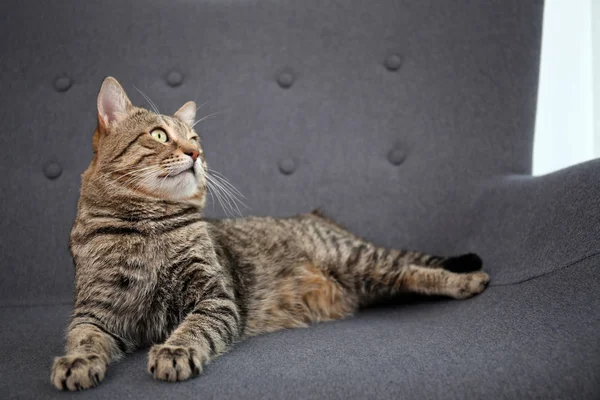 Ładny Kot Odpoczynku Kanapie Domu — Zdjęcie stockowe