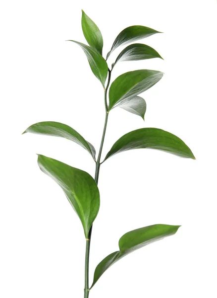 Ρούσκο Υποκατάστημα Φρέσκα Πράσινα Φύλλα Λευκό Φόντο — Φωτογραφία Αρχείου