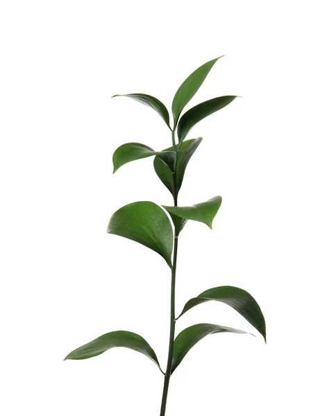 白色背景上有新鲜绿叶的 Ruscus — 图库照片