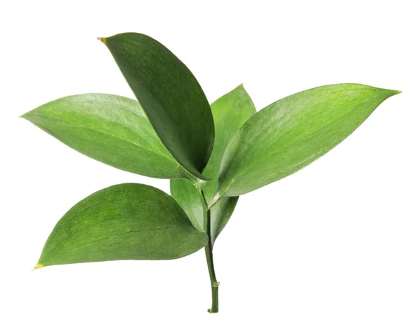 Ρούσκο Υποκατάστημα Φρέσκα Πράσινα Φύλλα Λευκό Φόντο — Φωτογραφία Αρχείου