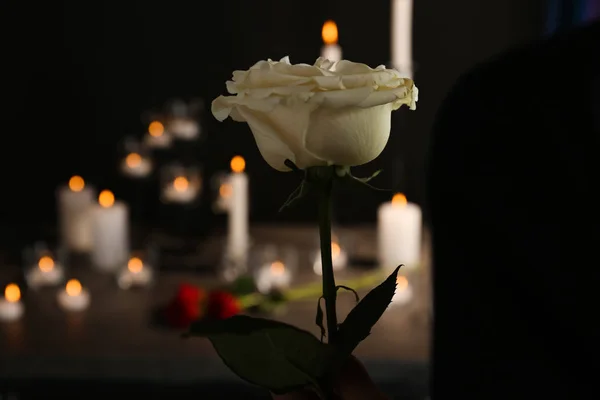 Schöne Weiße Rose Auf Verschwommenem Hintergrund Begräbnissymbol — Stockfoto