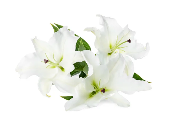 Beautiful Lilies White Background Funeral Flowers — Stock Photo, Image