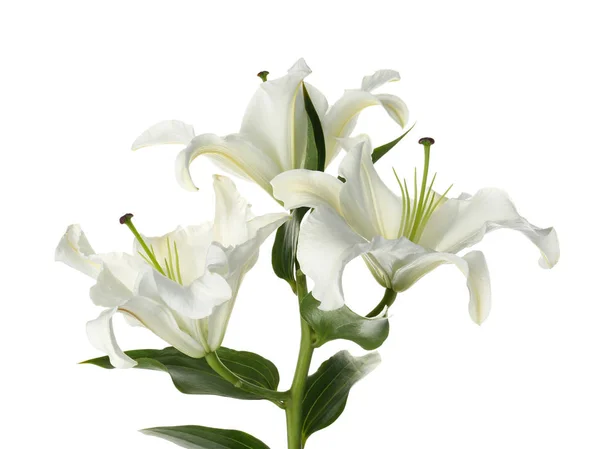 白い背景の上の美しいユリ 葬儀の花 — ストック写真