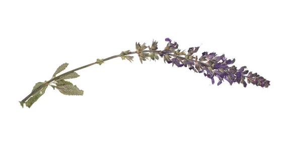 Torkad Äng Blomma Vit Bakgrund Ovanifrån — Stockfoto