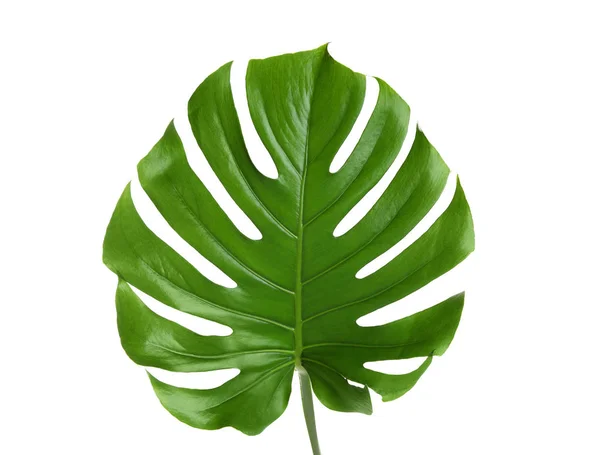 Hoja Monstera Tropical Fresca Sobre Fondo Blanco — Foto de Stock