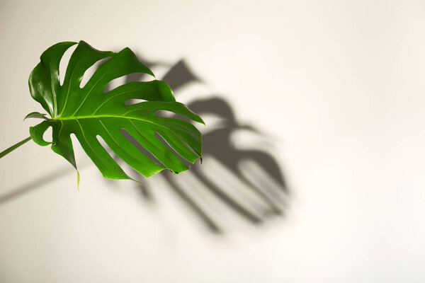 Fresh tropical monstera leaf on light background