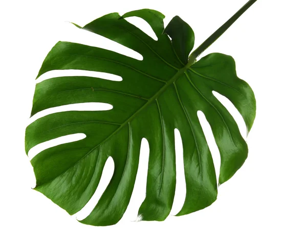 바탕에 신선한 Monstera — 스톡 사진