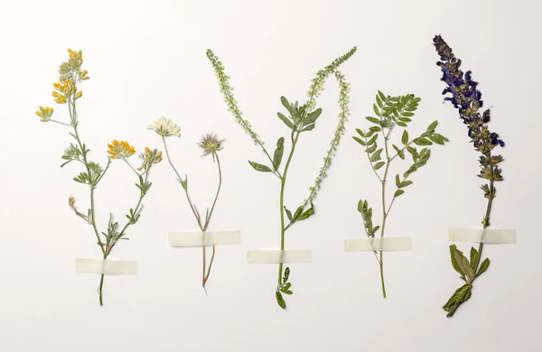 Wilde Gedroogde Weide Bloemen Witte Achtergrond Bovenaanzicht — Stockfoto