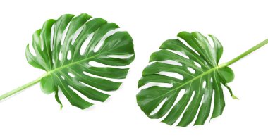 Beyaz arka planda tropikal canavar yaprakları ile set