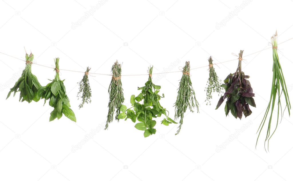 Bunches of rosemary and other herbs hanging against white background