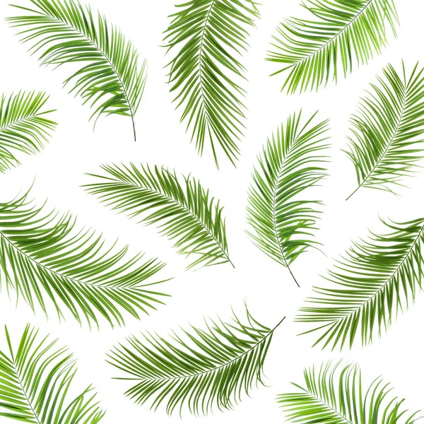 在白色背景下设置新鲜的绿色棕榈叶 — 图库照片