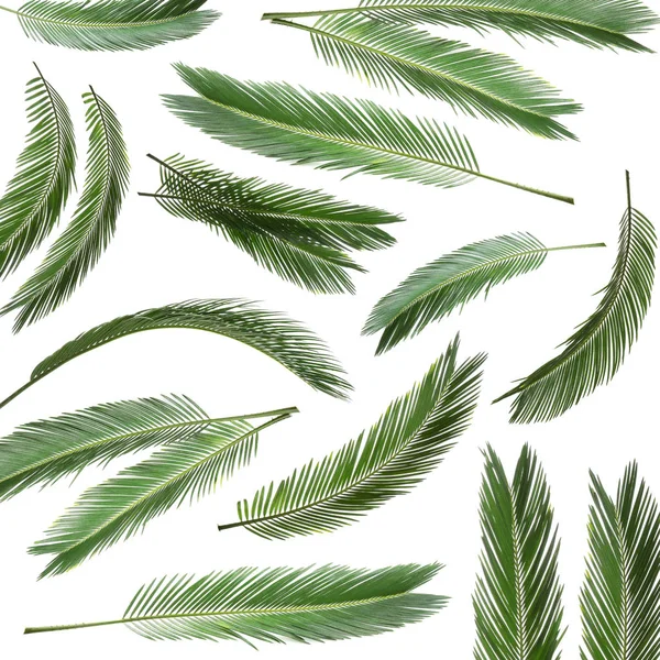 Zestaw Świeżych Zielonych Palm Liści Białym Tle — Zdjęcie stockowe