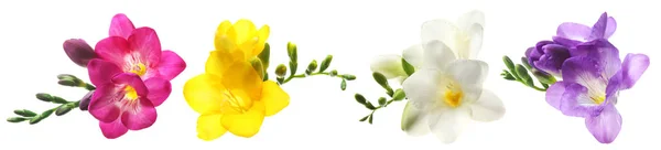 Set Mit Freesia Blumen Auf Weißem Hintergrund — Stockfoto