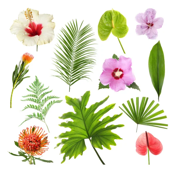 Set Beautiful Tropical Flowers Green Leaves White Background — Stock Photo, Image