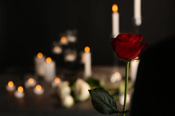 Linda Rosa Vermelha Fundo Borrado Símbolo Funerário — Fotografia de Stock