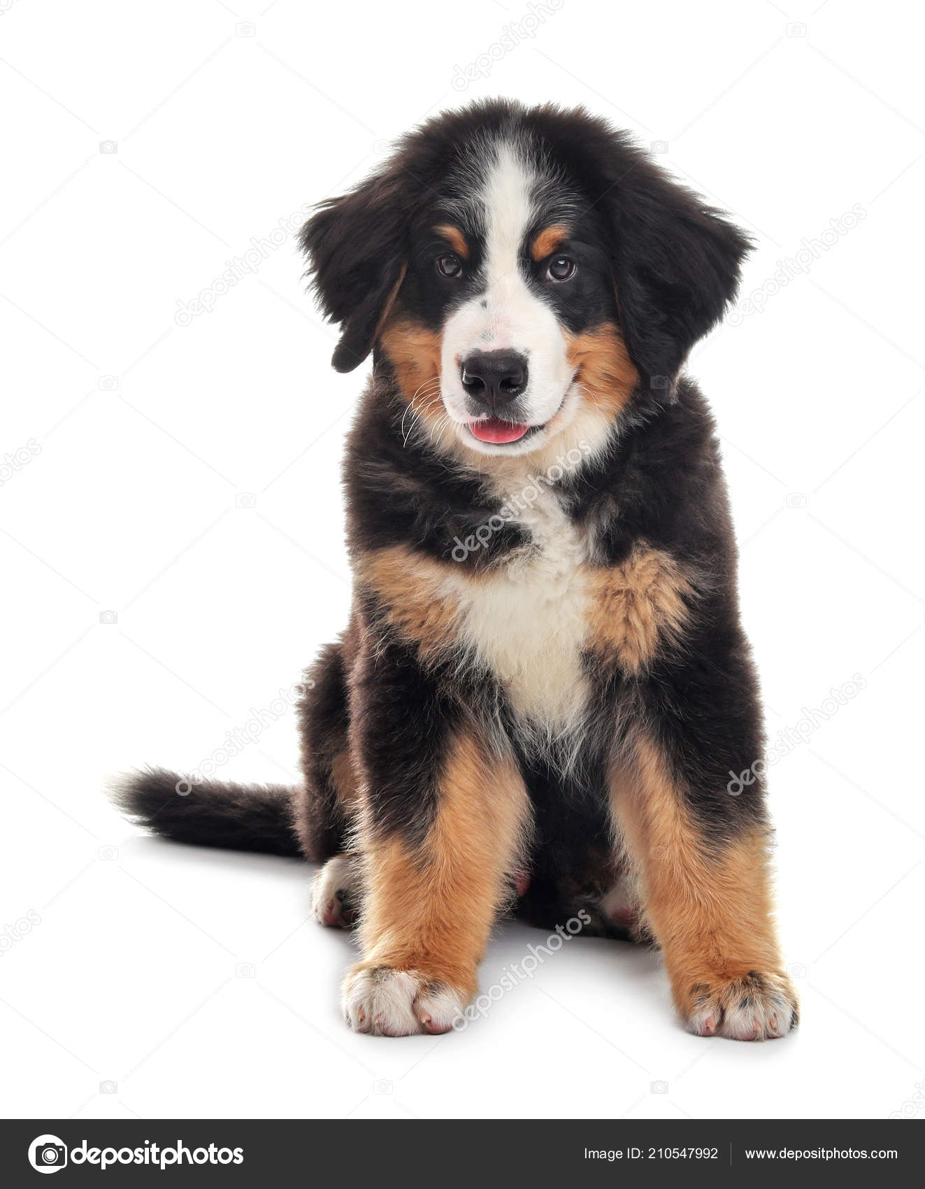 bernese mountain dog puppy white