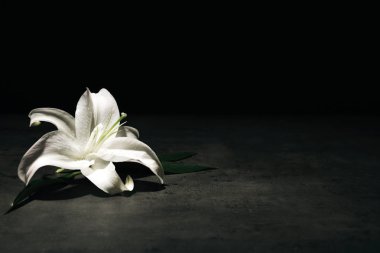Metin için yer ile koyu arka plan üzerinde güzel lily. Cenaze çiçek