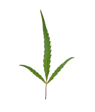 Beyaz arkaplanda taze yeşil kenevir yaprağı