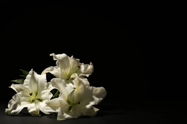 テキストのためのスペースと暗い背景の美しいユリ 葬儀の花 — ストック写真