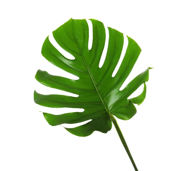 Folha Monstera Tropical Fresca Sobre Fundo Branco — Fotografia de Stock