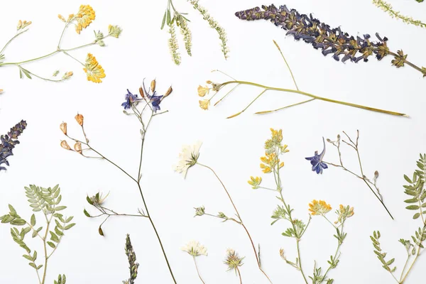 Wilde Getrocknete Wiesenblumen Auf Weißem Hintergrund Draufsicht — Stockfoto