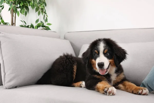 Cachorrinho Bernese Mountain Dog Adorável Sofá Dentro Casa — Fotografia de Stock
