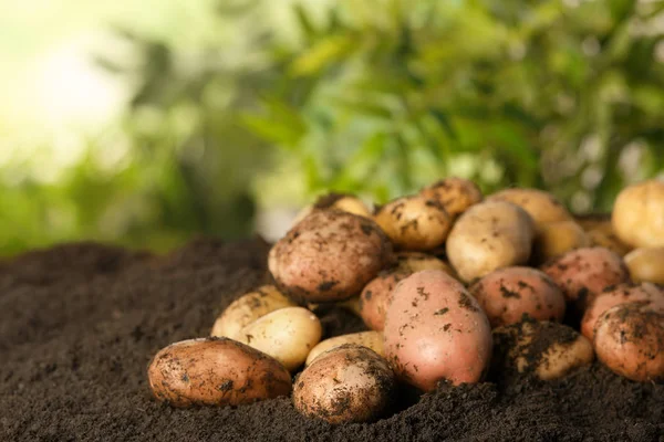 Stapel Van Verse Biologische Aardappelen Bodem — Stockfoto