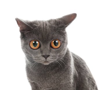 Beyaz zemin üzerine iri gözlü şirin komik kedi portresi