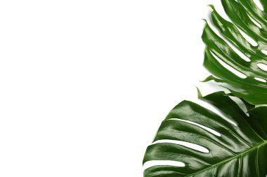 Beyaz arka plan üzerinde üstten görünüm taze tropikal monstera bırakır