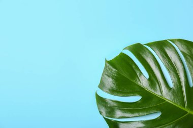 Taze tropikal monstera yaprak rengi arka planda, üstten görünüm