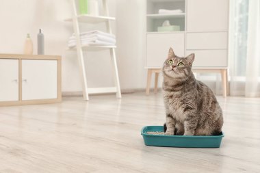 Çok güzel gri kedi çöp kutusunda kapalı. Evde beslenen hayvan kaygı