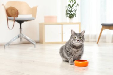 Sevimli Kedi Gıda kapalı kase yakınındaki. Evde beslenen hayvan kaygı