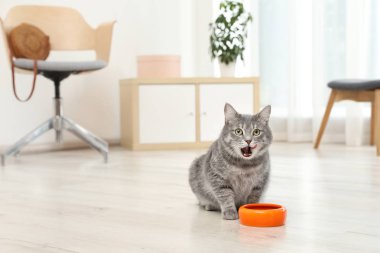 Sevimli Kedi Gıda kapalı kase yakınındaki. Evde beslenen hayvan kaygı