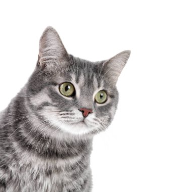Beyaz arka planda gri tekir kedi portresi. Sevimli evcil hayvan