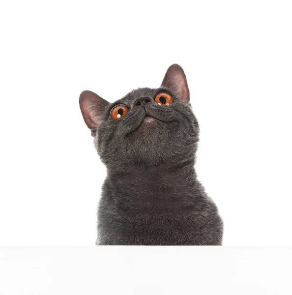 Retrato Lindo Gato Divertido Con Grandes Ojos Sobre Fondo Blanco — Foto de Stock