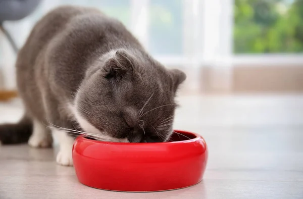 Sevimli Kedi Gıda Kapalı Kase Yakınındaki Evde Beslenen Hayvan Kaygı — Stok fotoğraf