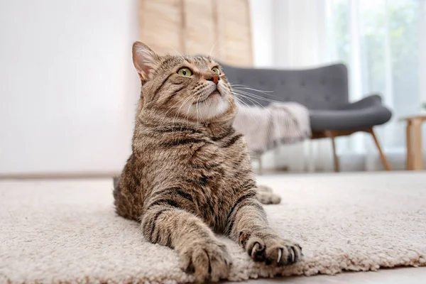 Gato Adorável Perto Tigela Comida Dentro Casa Cuidados Com Animais — Fotografia de Stock