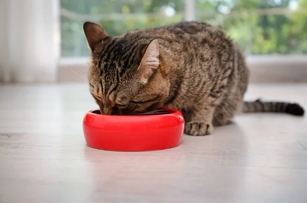 Entzückende Katze Der Nähe Von Futterschüsseln Haus Haustierpflege — Stockfoto