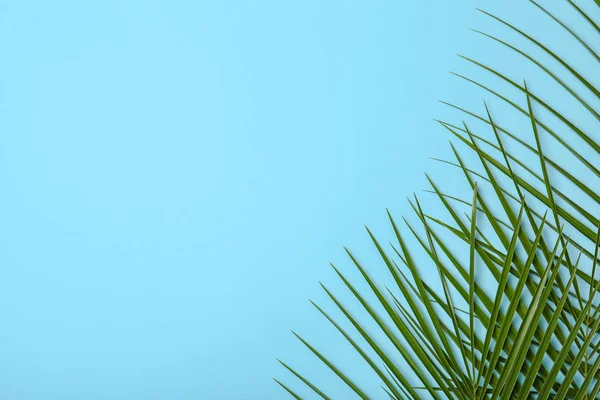 Fresh tropical date palm leaves on color background, top view