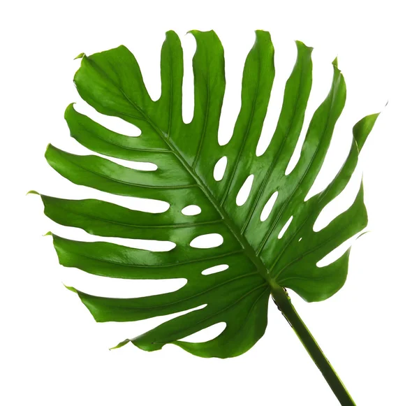 Fresh tropical monstera leaf on white background