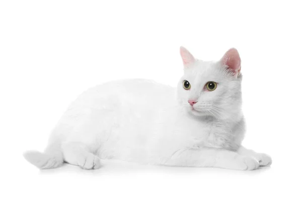 Schattige Kat Witte Achtergrond Pluizig Huisdier — Stockfoto