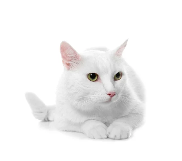 Cute Cat White Background Fluffy Pet — Stock Photo, Image