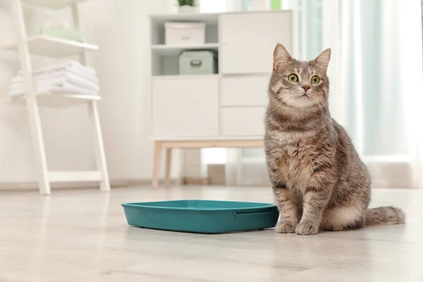 Entzückende Graue Katze Der Nähe Von Katzenklo Drinnen Haustierpflege — Stockfoto